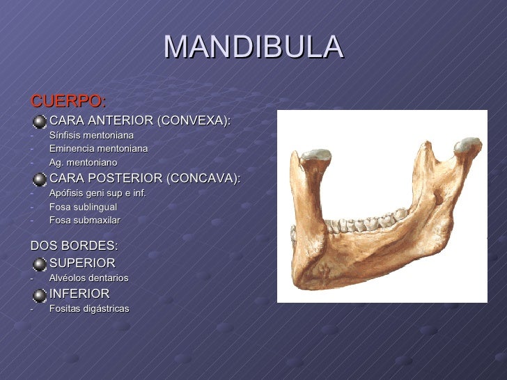 MandíBula