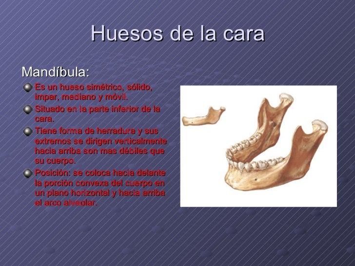 MandíBula