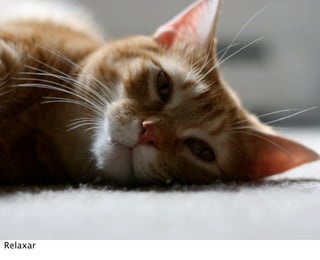 Relaxar
 