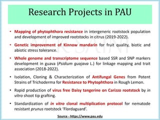 M K SAINI
Research Projects in PAU
• Mapping of phytophthora resistance in intergeneric rootstock population
and development of improved rootstocks in citrus (2019-2022).
• Genetic improvement of Kinnow mandarin for fruit quality, biotic and
abiotic stress tolerance.
• Whole genome and transcriptome sequence based SSR and SNP markers
development in guava (Psidium guajava L.) for linkage mapping and trait
association (2018-2022).
• Isolation, Cloning & Characterization of Antifungal Genes from Potent
Strains of Trichoderma for Resistance to Phytophthora in Rough Lemon.
• Rapid production of virus free Daisy tangerine on Carizzo rootstock by in
vitro shoot tip grafting.
• Standardization of in vitro clonal multiplication protocol for nematode
resistant prunus rootstock ‘Flordaguard’.
Source - https://www.pau.edu
 