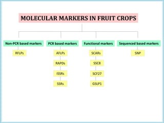 M K SAINI
3
Non-PCR based markers
RFLPs
MOLECULAR MARKERS IN FRUIT CROPS
PCR based markers
AFLPs
RAPDs
ISSRs
SSRs
Functional markers
SCARs
SSC8
SCF27
GSLP1
Sequenced based markers
SNP
 