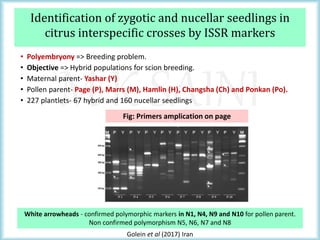 M K SAINI
Identification of zygotic and nucellar seedlings in
citrus interspecific crosses by ISSR markers
• Polyembryony => Breeding problem.
• Objective => Hybrid populations for scion breeding.
• Maternal parent- Yashar (Y)
• Pollen parent- Page (P), Marrs (M), Hamlin (H), Changsha (Ch) and Ponkan (Po).
• 227 plantlets- 67 hybrid and 160 nucellar seedlings
White arrowheads - confirmed polymorphic markers in N1, N4, N9 and N10 for pollen parent.
Non confirmed polymorphism N5, N6, N7 and N8
Golein et al (2017) Iran
Fig: Primers amplication on page
 