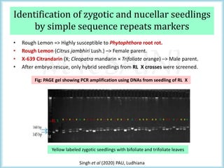 M K SAINI
Identification of zygotic and nucellar seedlings
by simple sequence repeats markers
• Rough Lemon => Highly susceptible to Phytophthora root rot.
• Rough Lemon (Citrus jambhiri Lush.) –> Female parent.
• X-639 Citrandarin (X; Cleopatra mandarin × Trifoliate orange) –> Male parent.
• After embryo rescue, only hybrid seedlings from RL X crosses were screened.
Fig: PAGE gel showing PCR amplification using DNAs from seedling of RL X
Yellow labeled zygotic seedlings with bifoliate and trifoliate leaves
Singh et al (2020) PAU, Ludhiana
 