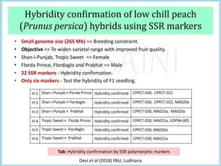M K SAINI
Hybridity confirmation of low chill peach
(Prunus persica) hybrids using SSR markers
Tab: Hybridity confirmation by SSR polymorphic markers
Devi et al (2018) PAU, Ludhiana
• Small genome size (265 Mb) => Breeding constraint.
• Objective => To widen varietal range with improved fruit quality.
• Shan-i-Punjab, Tropic Sweet => Female
• Florda Prince, Flordaglo and Prabhat => Male
• 22 SSR markers - Hybridity confirmation.
• Only six markers - Test the hybridity of F1 seedling.
 