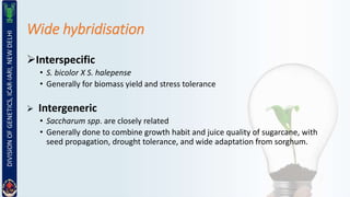 Breeding for Bioenergy | PPTX