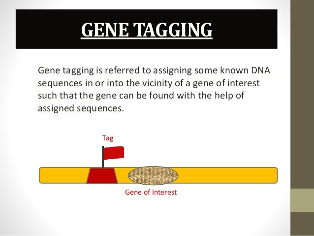 transposon tagging
