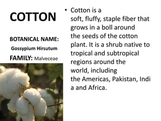 COTTONCotton is a soft, fluffy, staple fiber that grows in a boll around the seeds of the cotton plant. It is a shrub native to tropical and subtropical regions around the world, including the Americas, Pakistan, India and Africa.BOTANICAL NAME:GossypiumHirsutumFAMILY: Malveceae