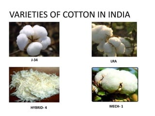 VARIETIES OF COTTON IN INDIAJ-34LRAMECH- 1HYBRID- 4