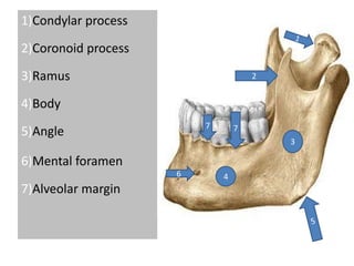 1)Condylar process
2)Coronoid process
3)Ramus
4)Body
5)Angle
6)Mental foramen
7)Alveolar margin
3
46
2
77
 