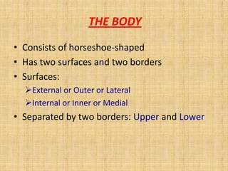 THE BODY
• Consists of horseshoe-shaped
• Has two surfaces and two borders
• Surfaces:
External or Outer or Lateral
Internal or Inner or Medial
• Separated by two borders: Upper and Lower
 