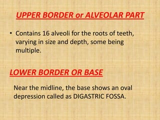 UPPER BORDER or ALVEOLAR PART
• Contains 16 alveoli for the roots of teeth,
varying in size and depth, some being
multiple.
LOWER BORDER OR BASE
Near the midline, the base shows an oval
depression called as DIGASTRIC FOSSA.
 