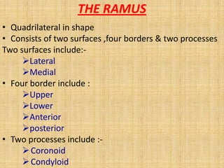 • Quadrilateral in shape
• Consists of two surfaces ,four borders & two processes
Two surfaces include:-
Lateral
Medial
• Four border include :
Upper
Lower
Anterior
posterior
• Two processes include :-
Coronoid
Condyloid
THE RAMUS
 