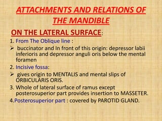ON THE LATERAL SURFACE:
1. From The Oblique line :
 buccinator and In front of this origin: depressor labii
inferioris and depressor anguli oris below the mental
foramen
2. Incisive fossa:
 gives origin to MENTALIS and mental slips of
ORBICULARIS ORIS.
3. Whole of lateral surface of ramus except
posterosuperior part provides insertion to MASSETER.
4.Posterosuperior part : covered by PAROTID GLAND.
ATTACHMENTS AND RELATIONS OF
THE MANDIBLE
 