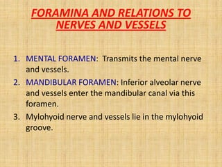 FORAMINA AND RELATIONS TO
NERVES AND VESSELS
1. MENTAL FORAMEN: Transmits the mental nerve
and vessels.
2. MANDIBULAR FORAMEN: Inferior alveolar nerve
and vessels enter the mandibular canal via this
foramen.
3. Mylohyoid nerve and vessels lie in the mylohyoid
groove.
 