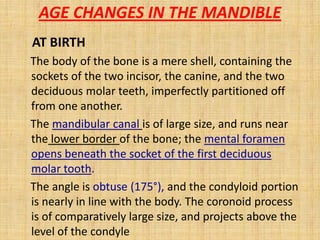 AT BIRTH
The body of the bone is a mere shell, containing the
sockets of the two incisor, the canine, and the two
deciduous molar teeth, imperfectly partitioned off
from one another.
The mandibular canal is of large size, and runs near
the lower border of the bone; the mental foramen
opens beneath the socket of the first deciduous
molar tooth.
The angle is obtuse (175°), and the condyloid portion
is nearly in line with the body. The coronoid process
is of comparatively large size, and projects above the
level of the condyle
AGE CHANGES IN THE MANDIBLE
 