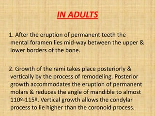 1. After the eruption of permanent teeth the
mental foramen lies mid-way between the upper &
lower borders of the bone.
2. Growth of the rami takes place posteriorly &
vertically by the process of remodeling. Posterior
growth accommodates the eruption of permanent
molars & reduces the angle of mandible to almost
110º-115º. Vertical growth allows the condylar
process to lie higher than the coronoid process.
IN ADULTS
 