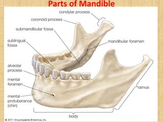 Parts of Mandible
 