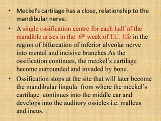 • Meckel’s cartilage has a close, relationship to the
mandibular nerve.
• A single ossification centre for each half of the
mandible arises in the 6th week of I.U. life in the
region of bifurcation of inferior alveolar nerve
into mental and incisive branches.As the
ossification continues, the meckel’s cartilage
become surrounded and invaded by bone.
• Ossification stops at the site that will later become
the mandibular lingula from where the meckel’s
cartilage continues into the middle ear and
develops into the auditory ossicles i.e. malleus
and incus.
 