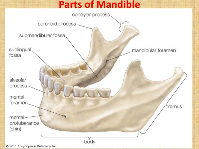 mandible