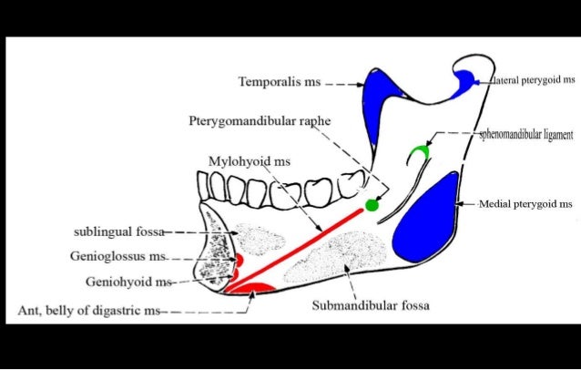 bony features of Mandible
