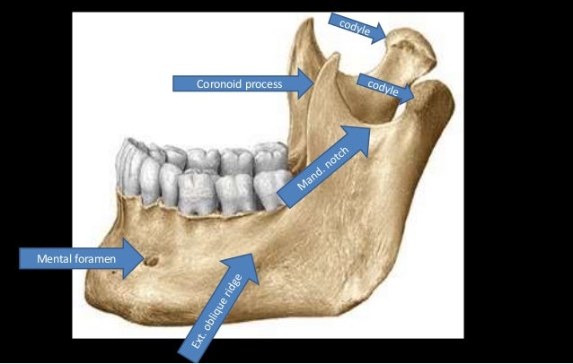 bony features of mandible