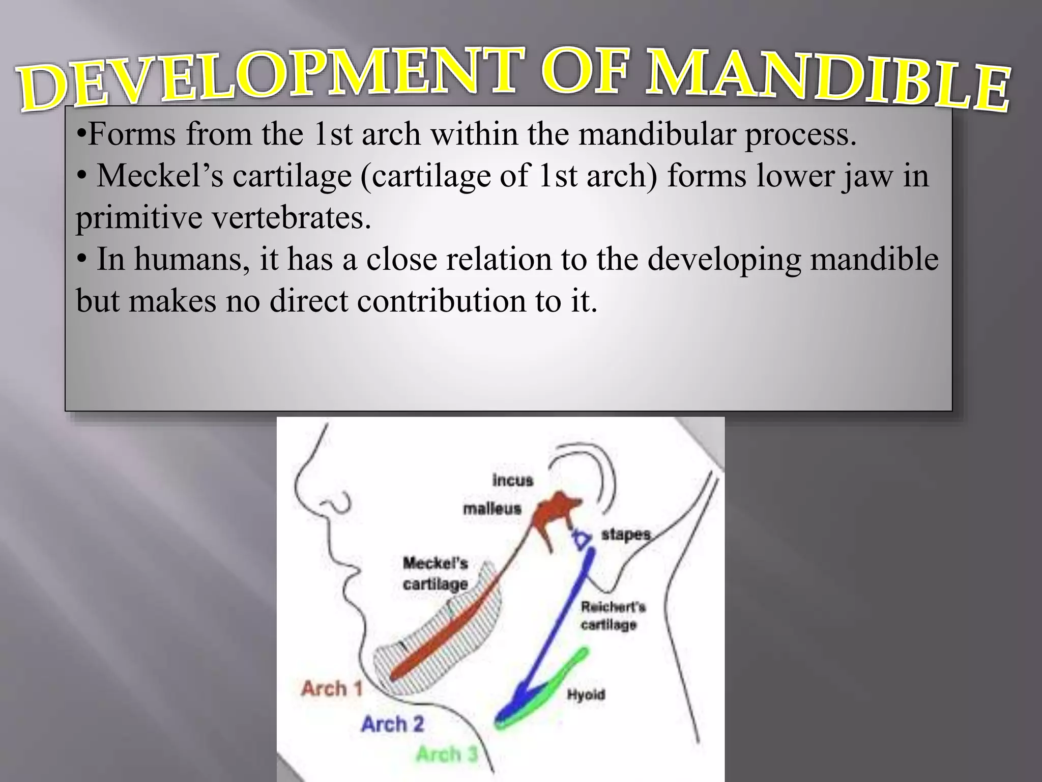 Mandible Development ANATOMY,DEVELOPMENT AND CLINICAL CONSIDERATION OF Mandible | PPT