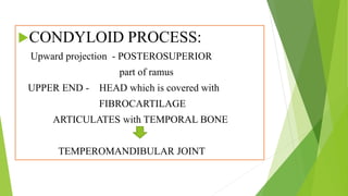 Condyolid Process Mandible | PPTX