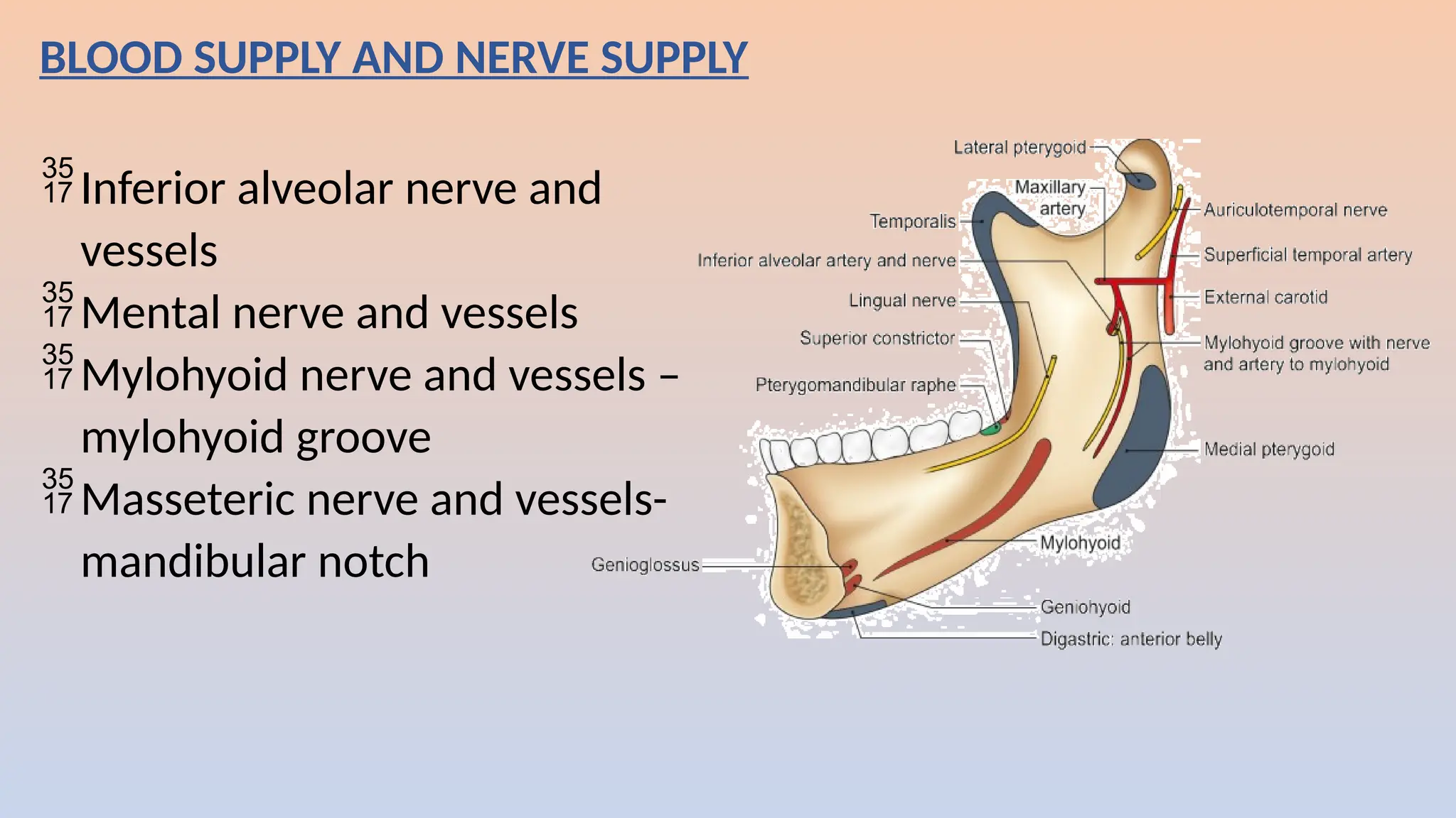 BLOOD SUPPLY AND NERVE SUPPLY
Inferior alveolar nerve and
vessels
Mental nerve and vessels
Mylohyoid nerve and vessels –
mylohyoid groove
Masseteric nerve and vessels-
mandibular notch
 