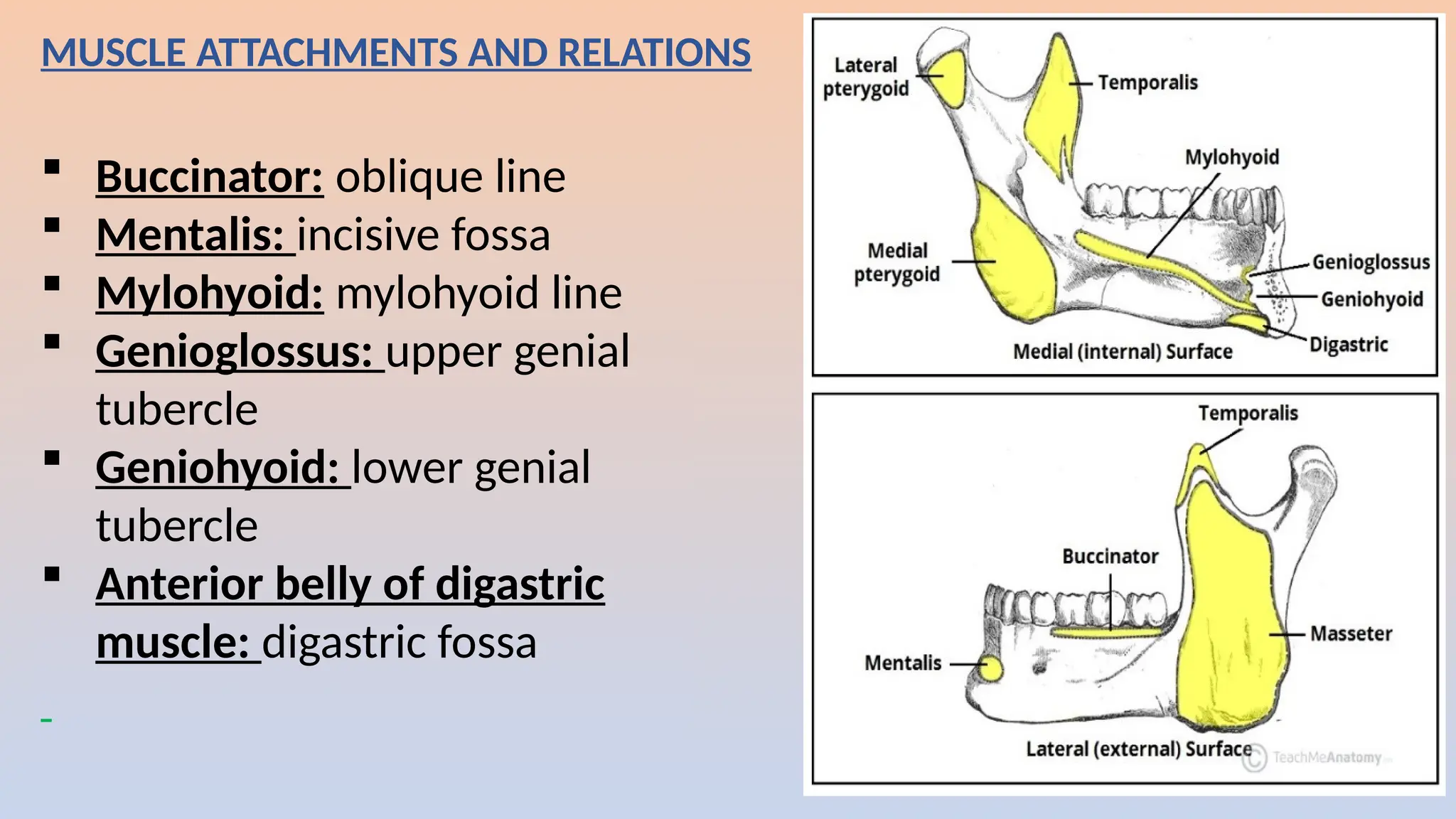 MUSCLE ATTACHMENTS AND RELATIONS
 Buccinator: oblique line
 Mentalis: incisive fossa
 Mylohyoid: mylohyoid line
 Genioglossus: upper genial
tubercle
 Geniohyoid: lower genial
tubercle
 Anterior belly of digastric
muscle: digastric fossa
 