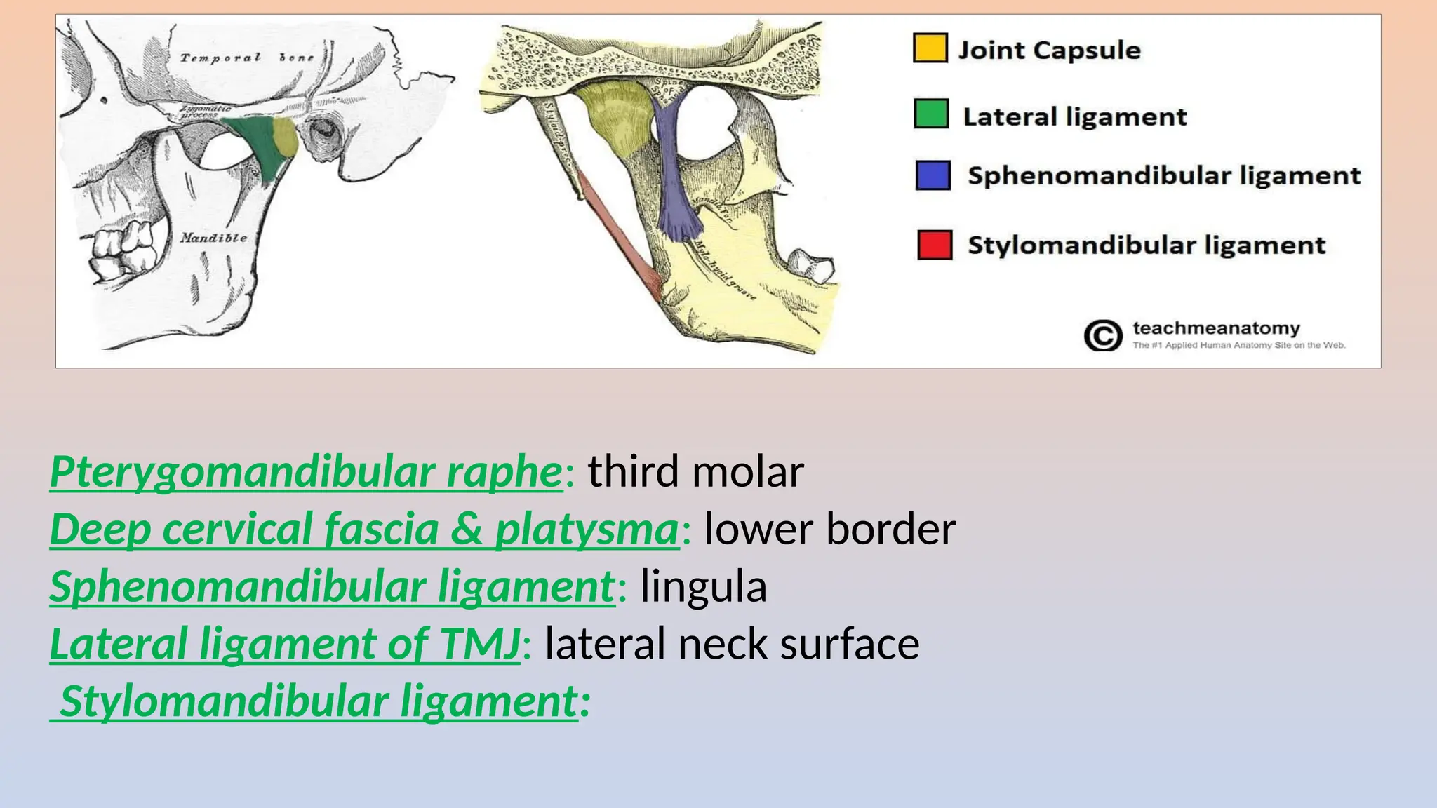 Pterygomandibular raphe: third molar
Deep cervical fascia & platysma: lower border
Sphenomandibular ligament: lingula
Lateral ligament of TMJ: lateral neck surface
Stylomandibular ligament:
 