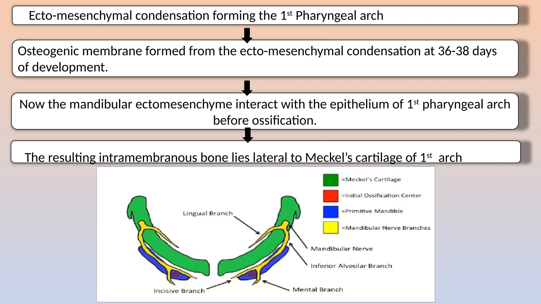 Now the mandibular ectomesenchyme interact with the epithelium of 1st
pharyngeal arch
before ossification.
Ecto-mesenchymal condensation forming the 1st
Pharyngeal arch
Osteogenic membrane formed from the ecto-mesenchymal condensation at 36-38 days
of development.
The resulting intramembranous bone lies lateral to Meckel’s cartilage of 1st
arch
 