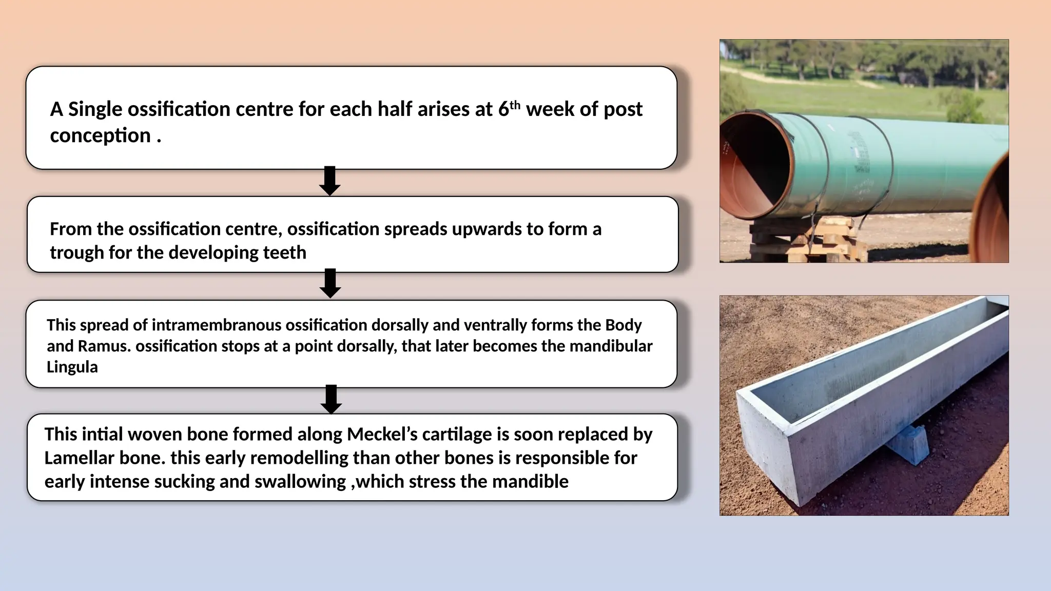 A Single ossification centre for each half arises at 6th
week of post
conception .
From the ossification centre, ossification spreads upwards to form a
trough for the developing teeth
This spread of intramembranous ossification dorsally and ventrally forms the Body
and Ramus. ossification stops at a point dorsally, that later becomes the mandibular
Lingula
This intial woven bone formed along Meckel’s cartilage is soon replaced by
Lamellar bone. this early remodelling than other bones is responsible for
early intense sucking and swallowing ,which stress the mandible
 