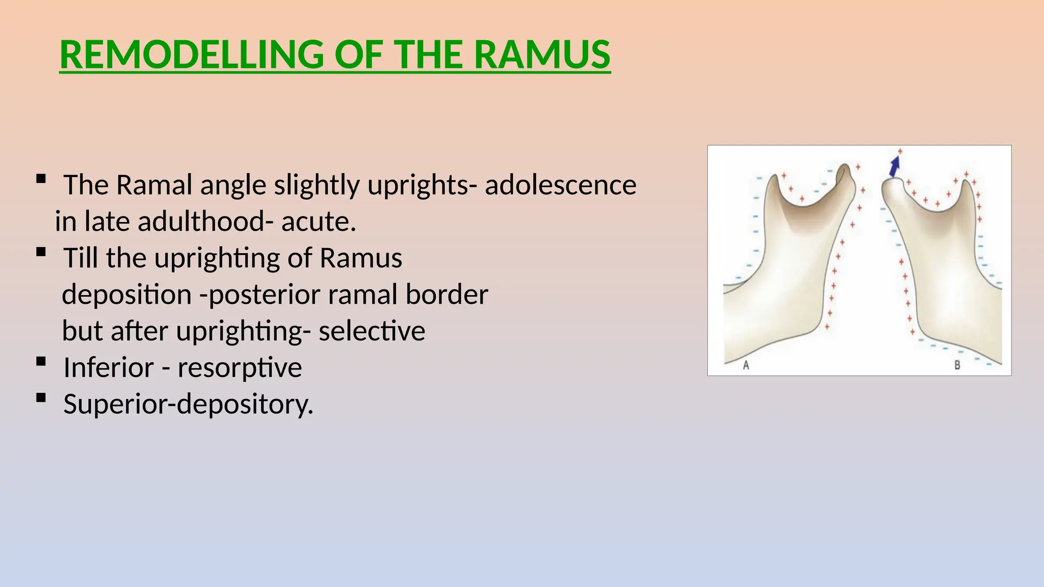 REMODELLING OF THE RAMUS
 The Ramal angle slightly uprights- adolescence
in late adulthood- acute.
 Till the uprighting of Ramus
deposition -posterior ramal border
but after uprighting- selective
 Inferior - resorptive
 Superior-depository.
 