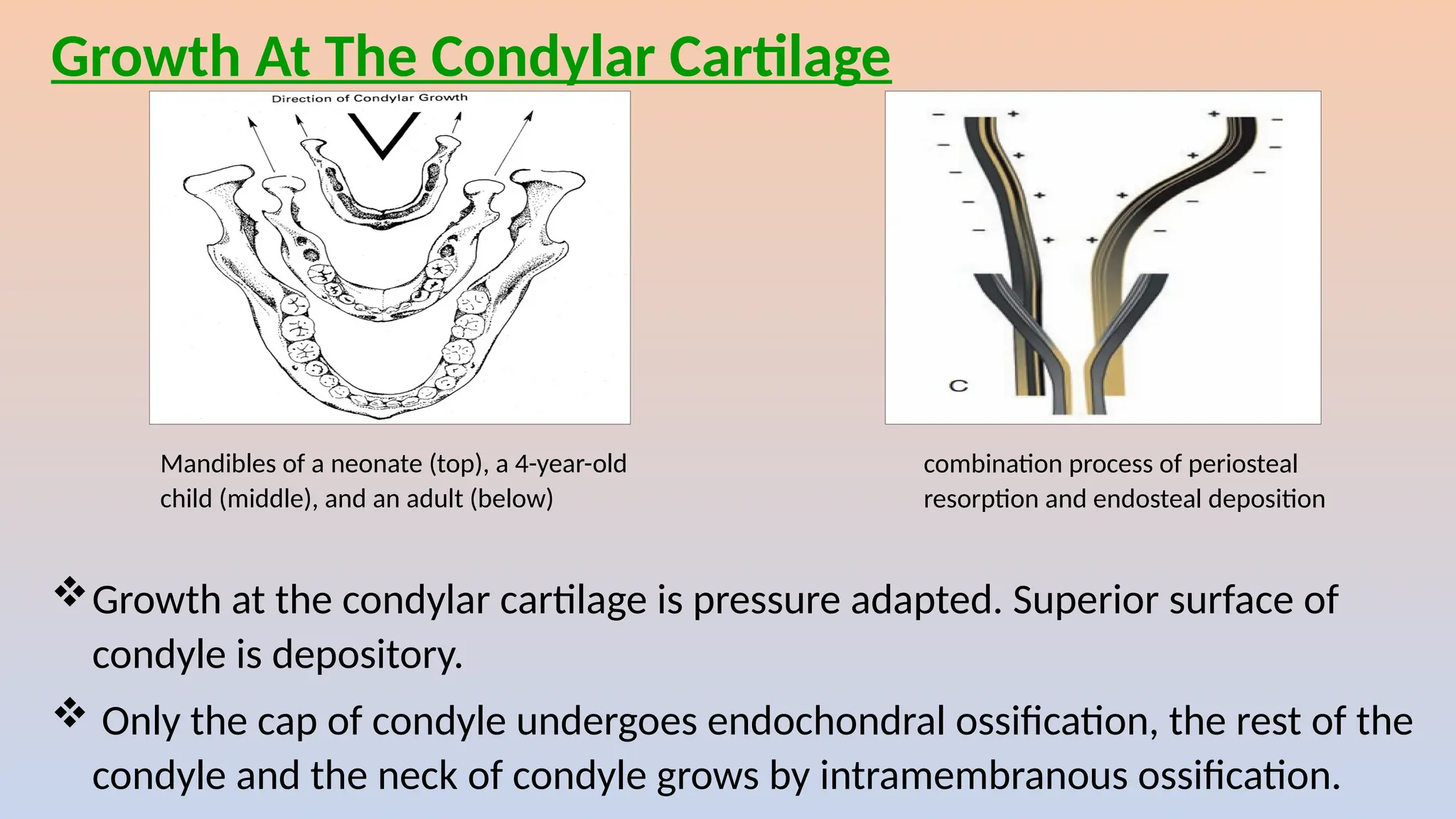 Mandibles of a neonate (top), a 4-year-old
child (middle), and an adult (below)
combination process of periosteal
resorption and endosteal deposition
Growth at the condylar cartilage is pressure adapted. Superior surface of
condyle is depository.
 Only the cap of condyle undergoes endochondral ossification, the rest of the
condyle and the neck of condyle grows by intramembranous ossification.
Growth At The Condylar Cartilage
 