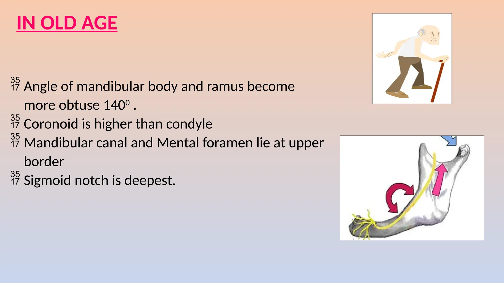 IN OLD AGE
 Angle of mandibular body and ramus become
more obtuse 1400
.
 Coronoid is higher than condyle
 Mandibular canal and Mental foramen lie at upper
border
 Sigmoid notch is deepest.
 