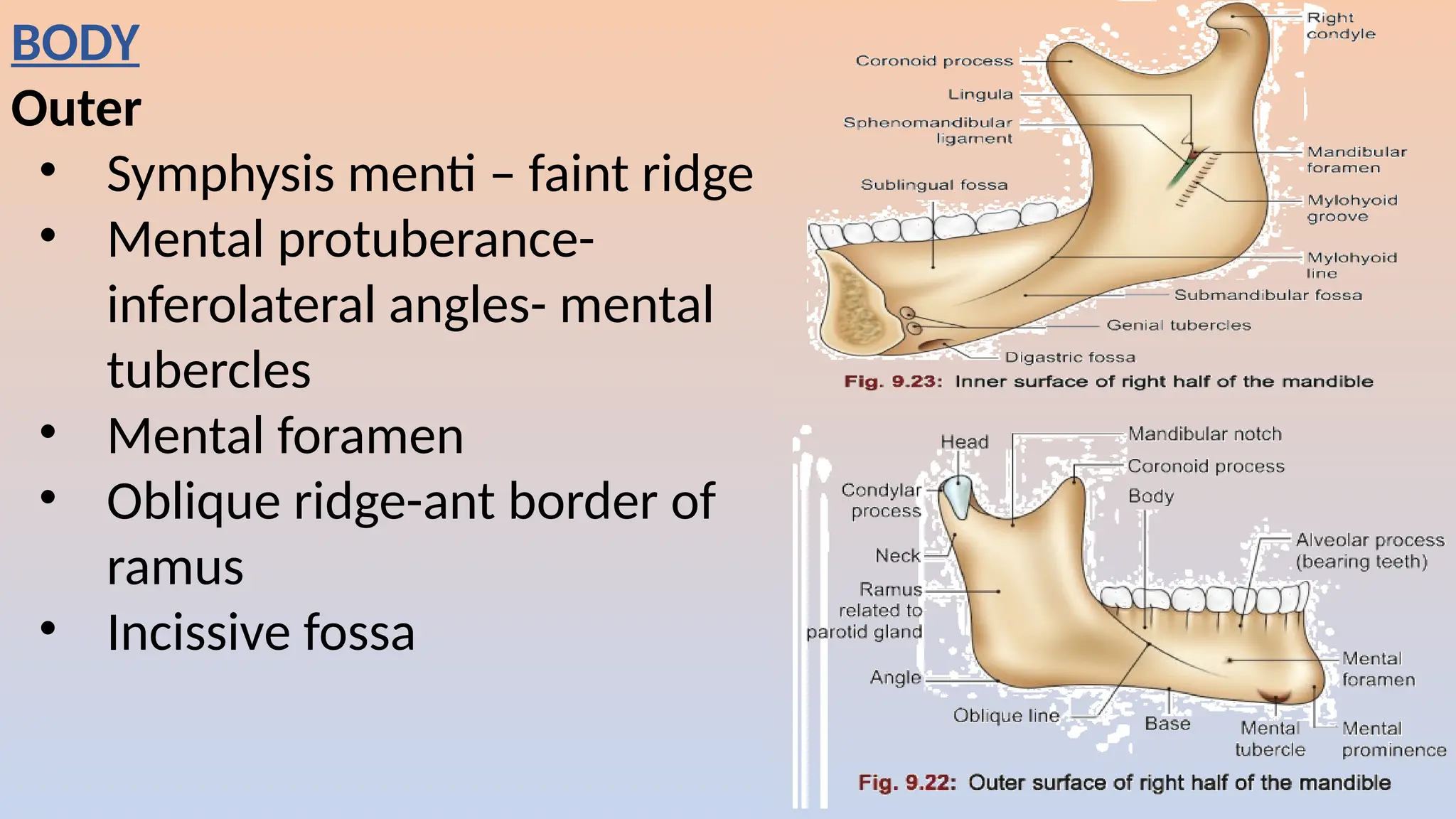 BODY
Outer
• Symphysis menti – faint ridge
• Mental protuberance-
inferolateral angles- mental
tubercles
• Mental foramen
• Oblique ridge-ant border of
ramus
• Incissive fossa
 