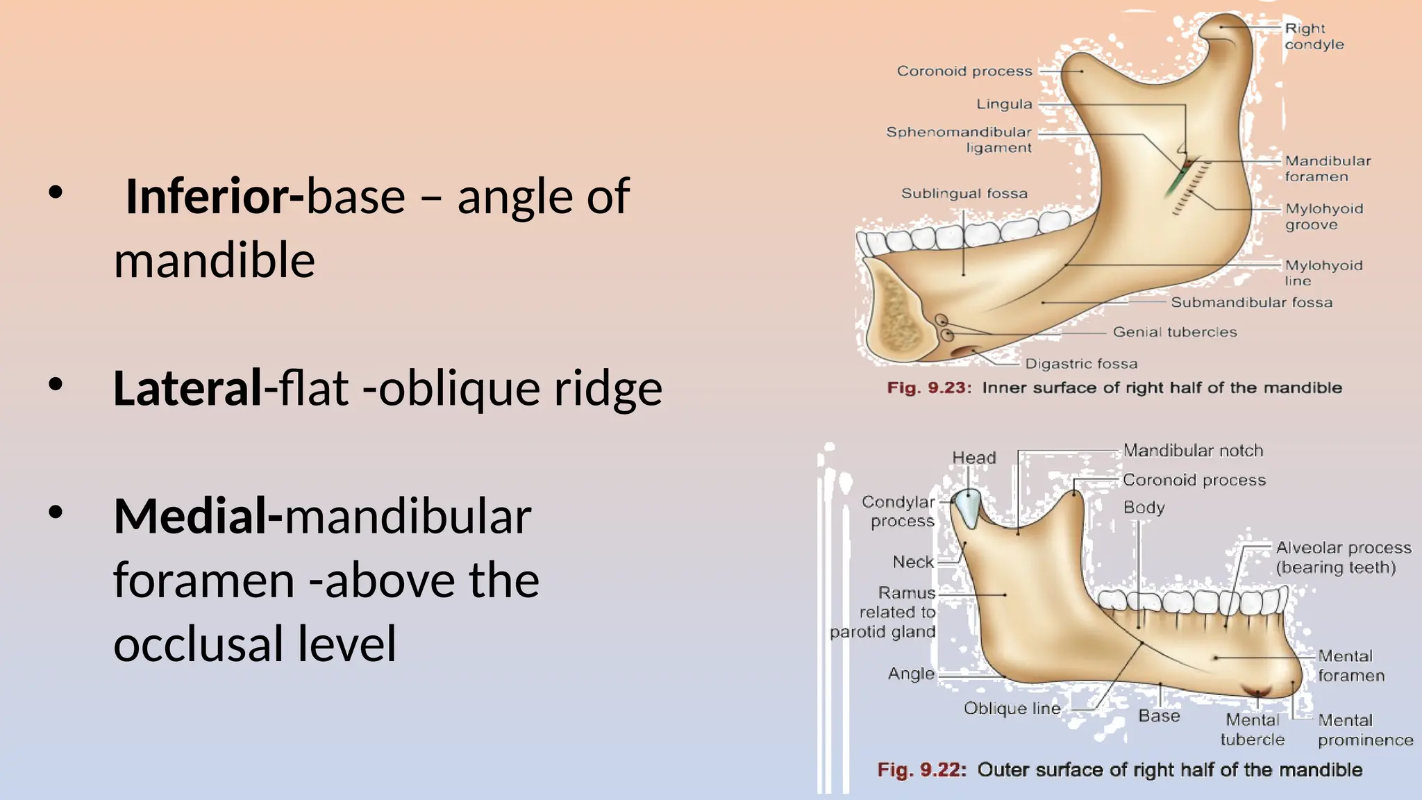 • Inferior-base – angle of
mandible
• Lateral-flat -oblique ridge
• Medial-mandibular
foramen -above the
occlusal level
 