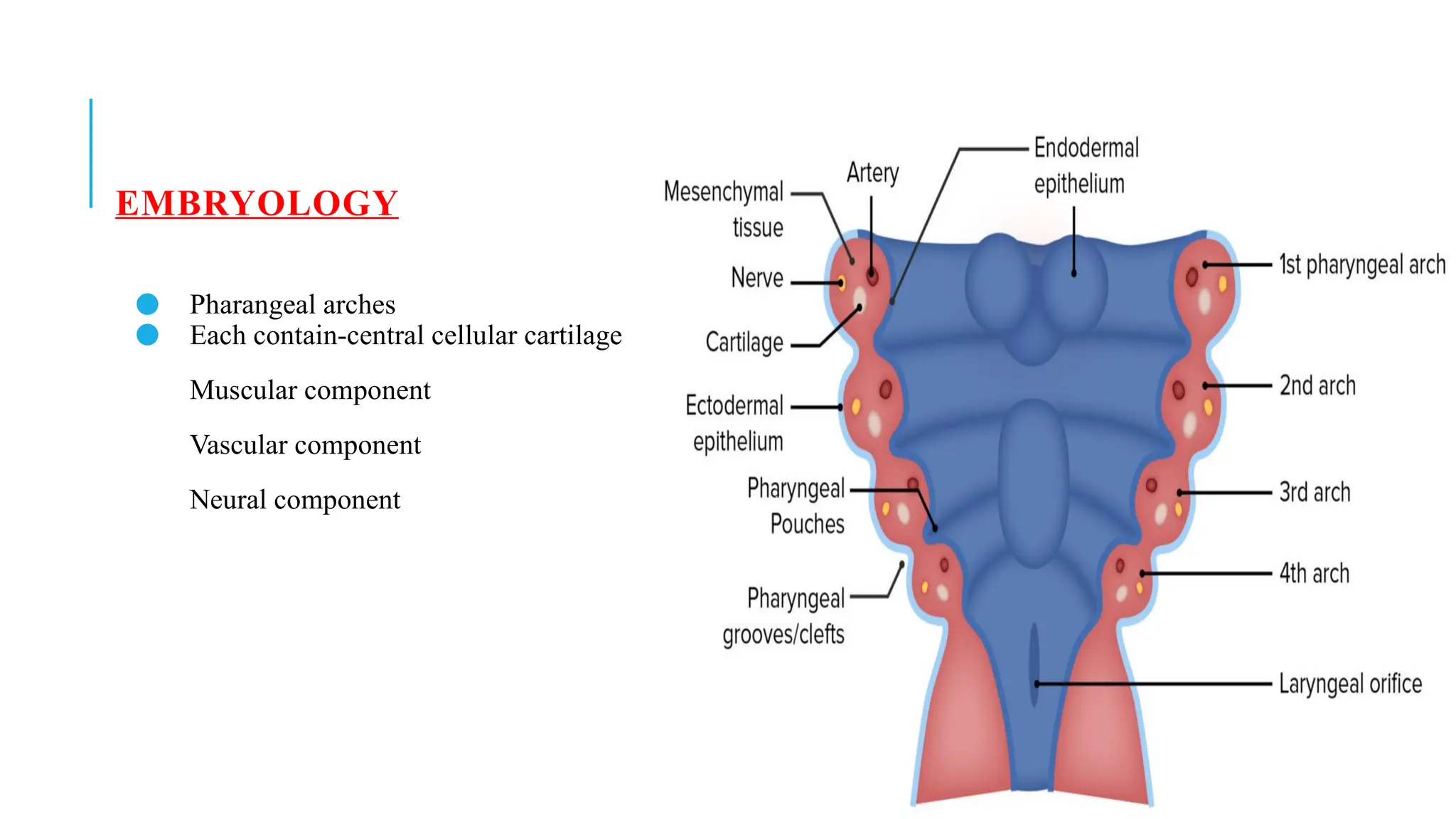 Mandule Structural and Functional Overview of the Human Mandible: Anatomy ...