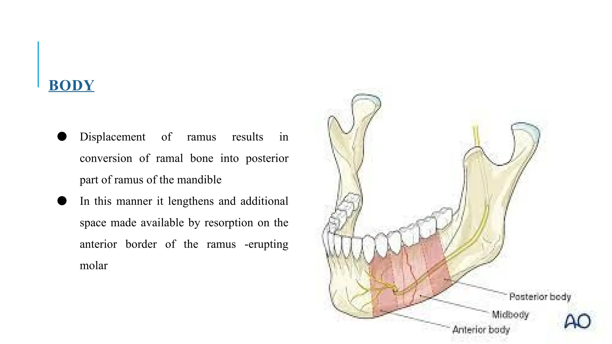 Structural and Functional Overview of the Human Mandible: Anatomy ...
