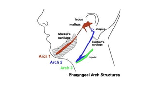 Structural and Functional Overview of the Human Mandible: Anatomy ...