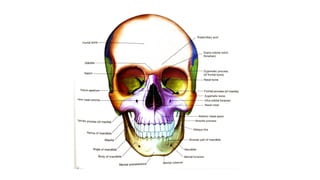 Mandule Structural and Functional Overview of the Human Mandible: Anatomy ...
