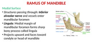 Sharp Ramus Clinical Surgical and Applied Anatomy of Mandible.pptx