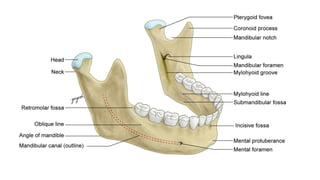 Mandule Clinical Surgical and Applied Anatomy of Mandible.pptx