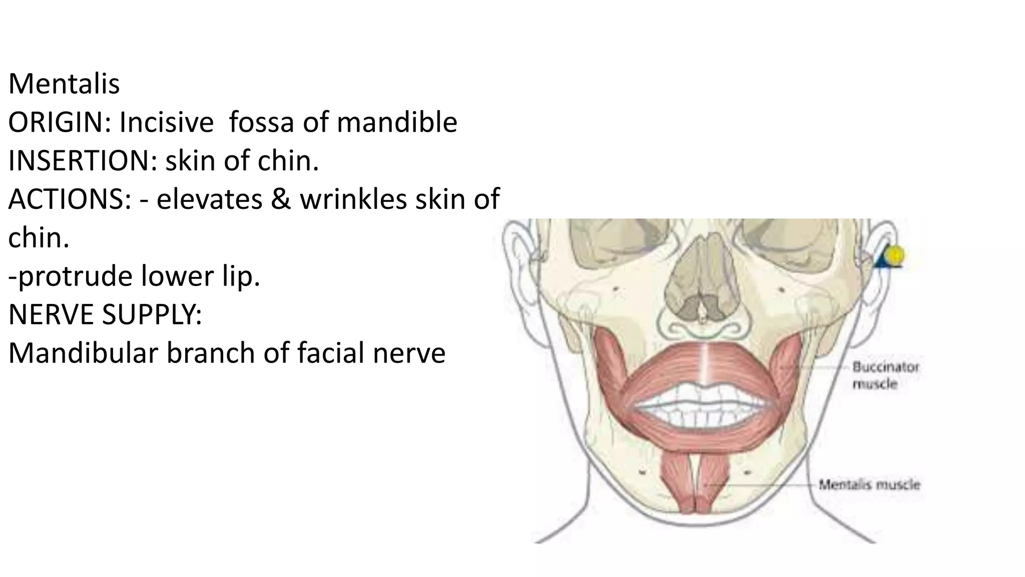 Mandible | PPTX