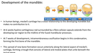 Mandible Development Mandible | PPTX