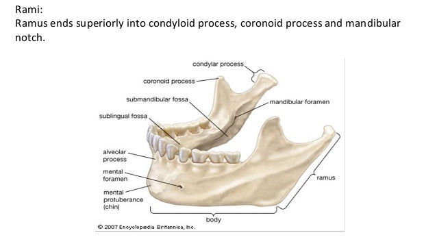 mandible diagram mandible diagram 28 images aids catalao cml stock mandible diagram mandible diagram 28 images aids catalao cml stock