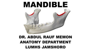 MANDIBLE
DR. ABDUL RAUF MEMON
ANATOMY DEPARTMENT
LUMHS JAMSHORO
 