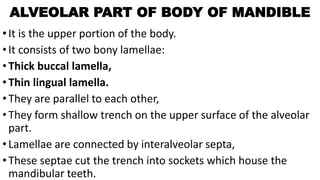 ALVEOLAR PART OF BODY OF MANDIBLE
•It is the upper portion of the body.
•It consists of two bony lamellae:
•Thick buccal lamella,
•Thin lingual lamella.
•They are parallel to each other,
•They form shallow trench on the upper surface of the alveolar
part.
•Lamellae are connected by interalveolar septa,
•These septae cut the trench into sockets which house the
mandibular teeth.
 