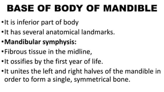 BASE OF BODY OF MANDIBLE
•It is inferior part of body
•It has several anatomical landmarks.
•Mandibular symphysis:
•Fibrous tissue in the midline,
•It ossifies by the first year of life.
•It unites the left and right halves of the mandible in
order to form a single, symmetrical bone.
 