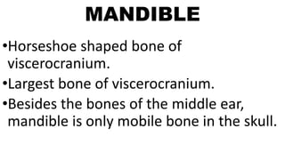 MANDIBLE
•Horseshoe shaped bone of
viscerocranium.
•Largest bone of viscerocranium.
•Besides the bones of the middle ear,
mandible is only mobile bone in the skull.
 